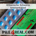 Africa Black Ant Capsule new03